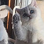 cat, white_cat, blue_eyes, paw, feline, indoor, window, curious, pet, animal, cute, fluffy, whiskers, close_up, soft_light, domestic_cat, raised_paw, fur, portrait, companion