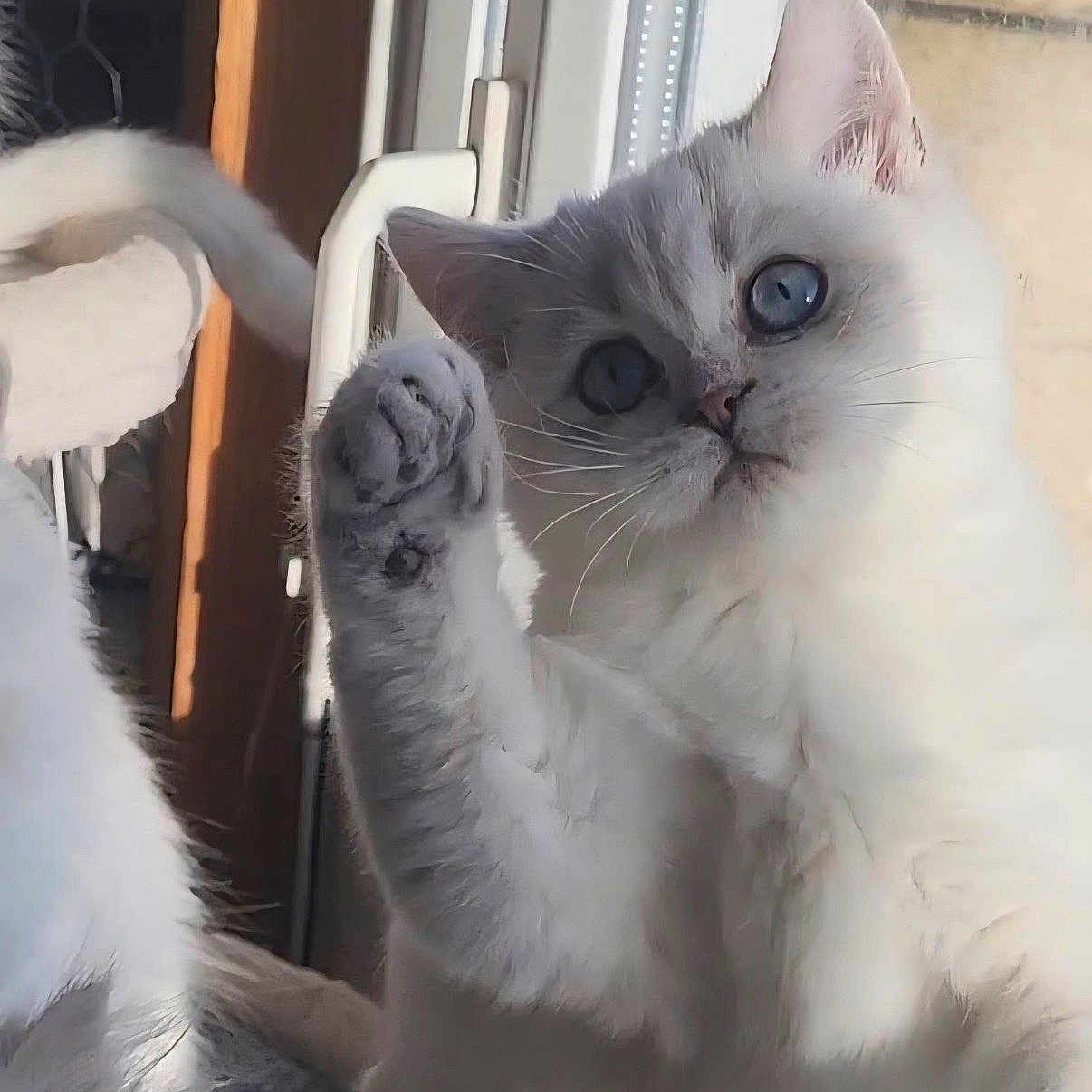 Alyia a rejoint le concours — aidez-le/la à gagner de superbes lots ! animal, blue_eyes, cat, close_up, companion, curious, cute, domestic_cat, feline, fluffy, fur, indoor, paw, pet, portrait, raised_paw, soft_light, whiskers, white_cat, window