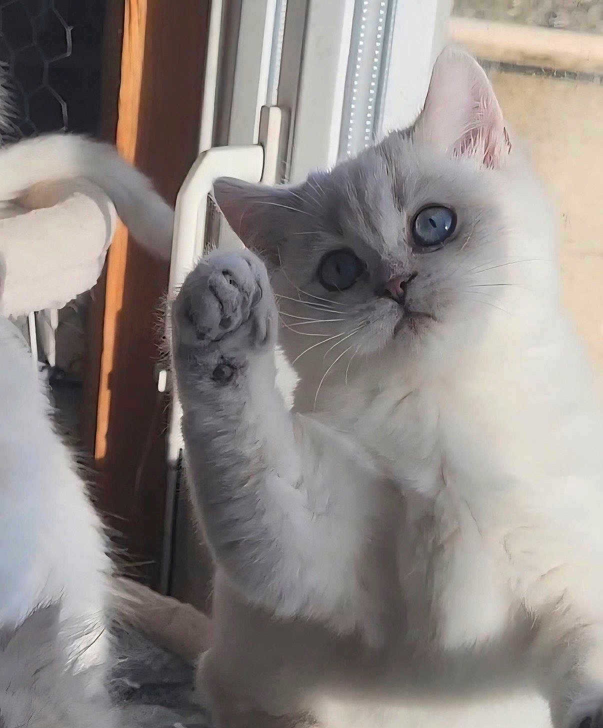 Alyia a rejoint le concours — aidez-le/la à gagner de superbes lots ! cat, white_cat, blue_eyes, paw, feline, indoor, window, curious, pet, animal, cute, fluffy, whiskers, close_up, soft_light, domestic_cat, raised_paw, fur, portrait, companion