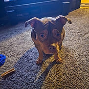 Scooby is registered to the contest to win money with this photo: dog, carpet, indoor, television, dog_bone, sock, pet, brown_dog, floor, living_room, shadow, light, cozy, animal, companion, cute, ears, nose, home, furniture
