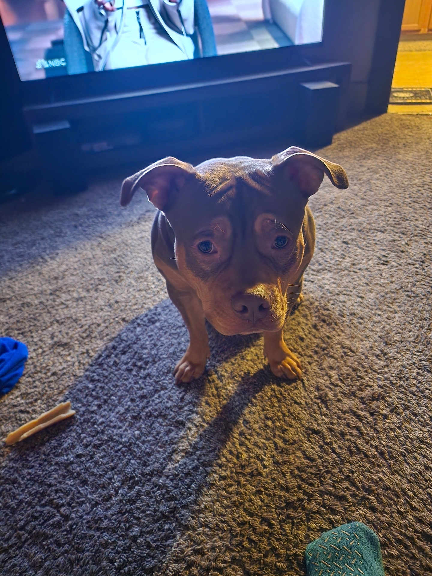 Scooby is registered to the contest to win money with this photo: dog, carpet, indoor, television, dog_bone, sock, pet, brown_dog, floor, living_room, shadow, light, cozy, animal, companion, cute, ears, nose, home, furniture