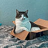 cat, cardboard_box, bed, bedding, feline, indoor, relaxed, resting, animal, pet, striped_cat, white_cat, gray_cat, cozy, comfortable, furniture, home, texture, wall, sleepy