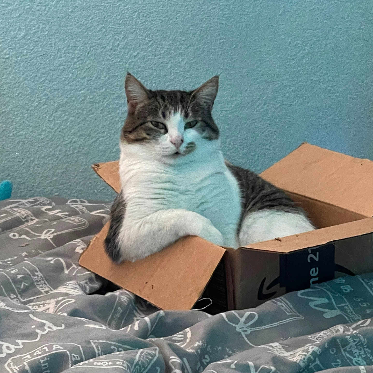 Miso joined the competition — help win amazing prizes! cat, cardboard_box, bed, bedding, feline, indoor, relaxed, resting, animal, pet, striped_cat, white_cat, gray_cat, cozy, comfortable, furniture, home, texture, wall, sleepy