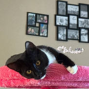 Boots joined the competition — help win amazing prizes! cat, black_and_white_cat, towel, pink, indoor, pet, animal, resting, paw, face, whiskers, yellow_eyes, furniture, wall, picture_frames, photographs, relaxing, cozy, domestic, cute