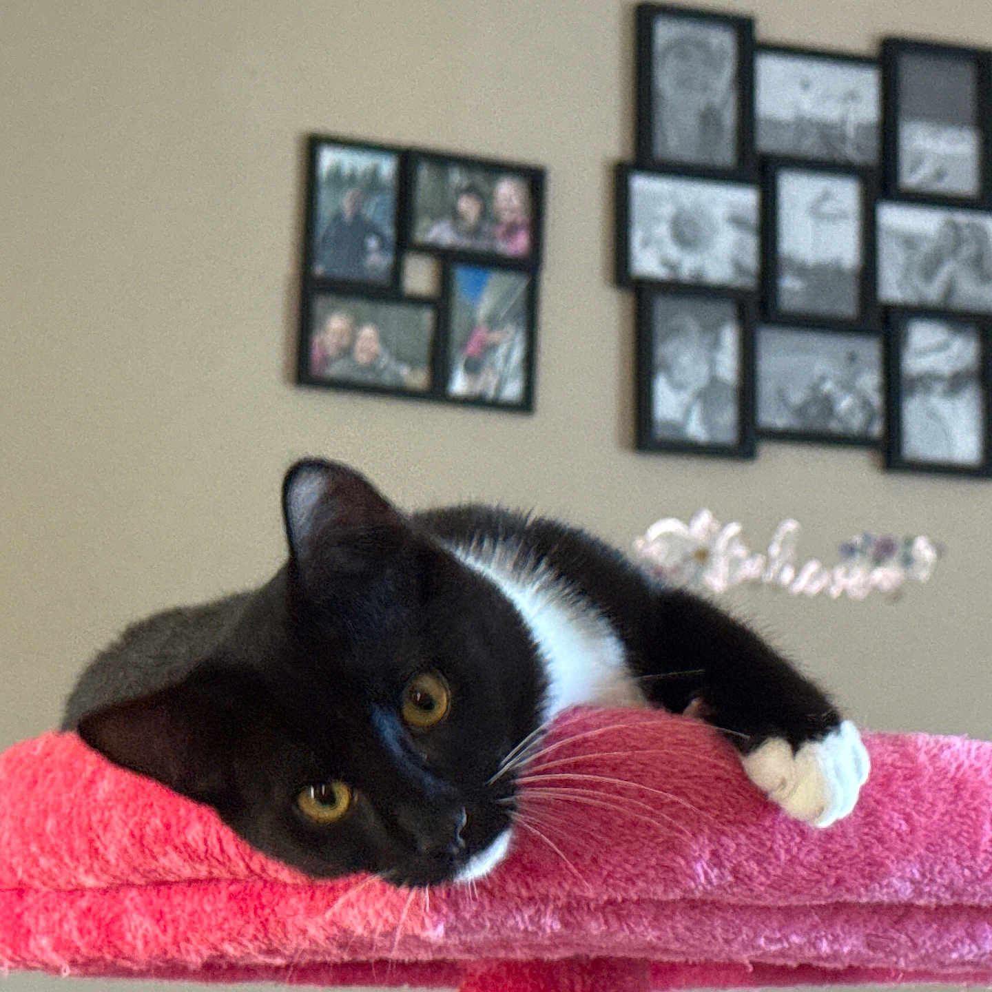 Boots joined the competition — help win amazing prizes! animal, black_and_white_cat, cat, cozy, cute, domestic, face, furniture, indoor, paw, pet, photographs, picture_frames, pink, relaxing, resting, towel, wall, whiskers, yellow_eyes