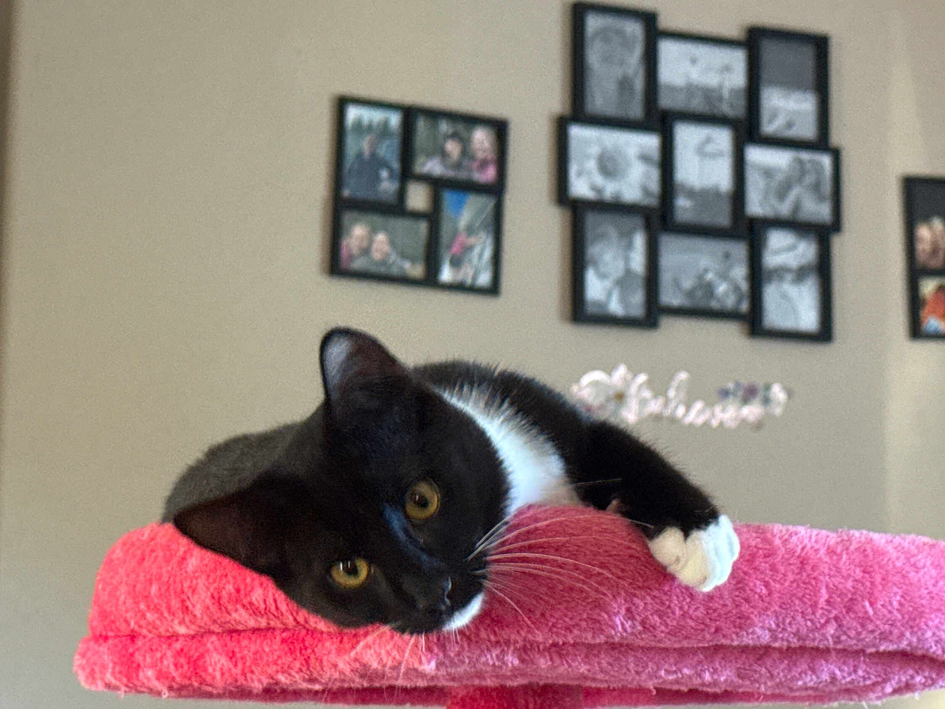 Boots joined the competition — help win amazing prizes! cat, black_and_white_cat, towel, pink, indoor, pet, animal, resting, paw, face, whiskers, yellow_eyes, furniture, wall, picture_frames, photographs, relaxing, cozy, domestic, cute