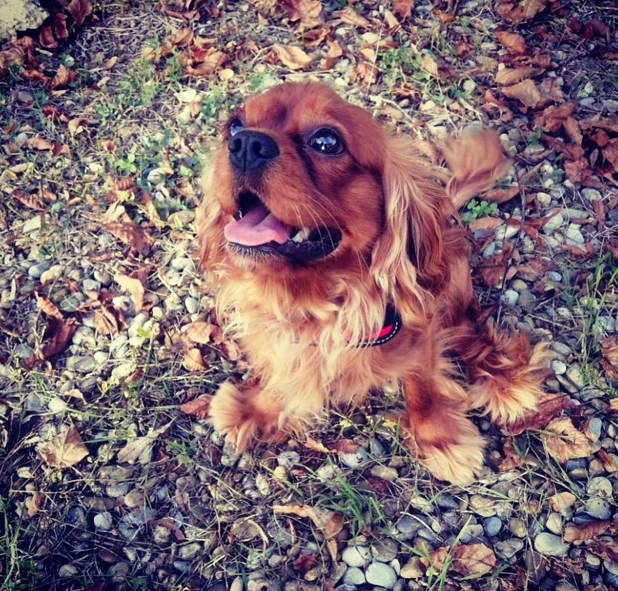 Puppy a rejoint le concours — aidez-le/la à gagner de superbes lots ! canidae, carnivore, cavalier_king_charles_spaniel, cocker_spaniel, companion_dog, dog, dog_breed, english_cocker_spaniel, fawn, king_charles_spaniel, mammal, rare_breed_dog, sky, spaniel, sporting_group