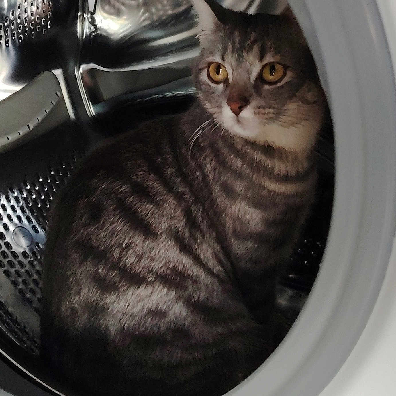 Gaïa a rejoint le concours — aidez-le/la à gagner de superbes lots ! animal_portrait, captive, cat, close_up, curious, domestic_animal, domestic_life, feline, golden_eyes, grey_fur, household_appliance, indoor, metal, pets, quiet, reflective_surface, resting, striped_fur, tabby_cat, washing_machine