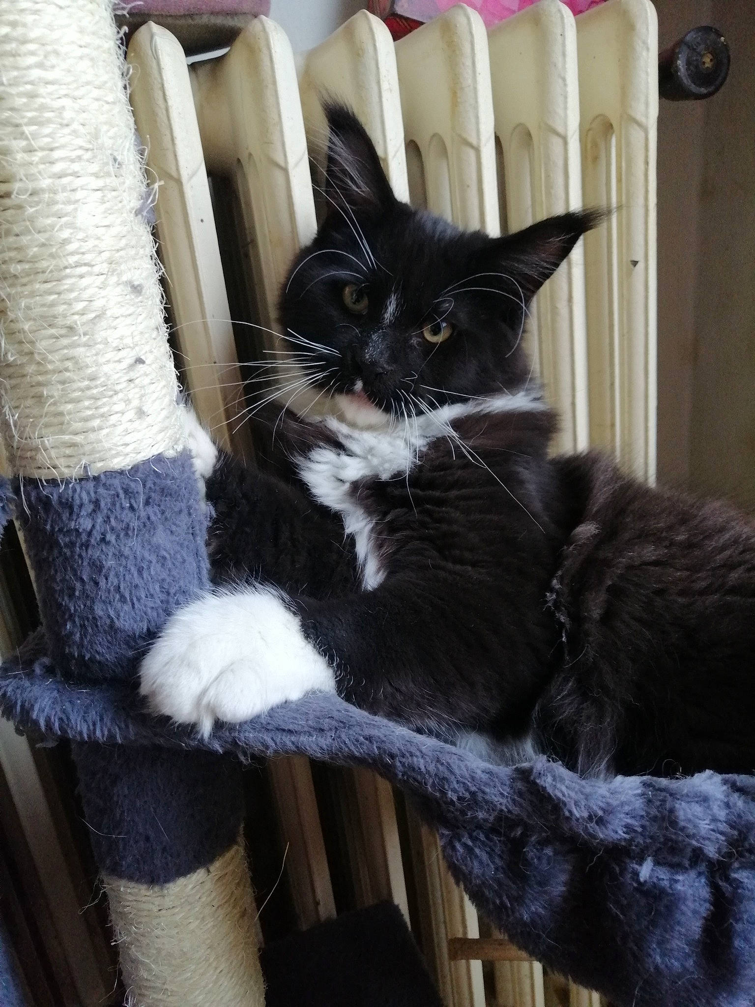Tchoupi a rejoint le concours — aidez-le/la à gagner de superbes lots ! black_cat, carnivore, cat, cat_supply, chair, claw, comfort, domestic_short_haired_cat, door, felidae, formal_wear, fur, grey, lamp, pillow, small_to_medium_sized_cats, tail, terrestrial_animal, whiskers, wood