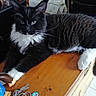 Tchoupi participe au concours pour gagner de l'argent avec cette photo : black_cat, carnivore, cat, claw, comfort, domestic_short_haired_cat, felidae, flooring, fur, hardwood, lap, paw, sitting, small_to_medium_sized_cats, snout, table, tail, varnish, whiskers, wood