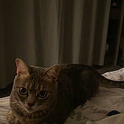 Simba participe au concours pour gagner de l'argent avec cette photo : cat, indoor, bed, curtains, feline, animal, pet, resting, cozy, dim_lighting, tabby, fur, whiskers, ears, eyes, tail, sleepy, soft, domestic, quiet