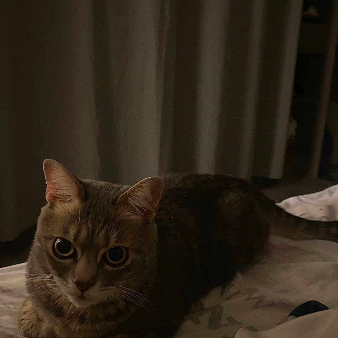 Simba participe au concours pour gagner de l'argent avec cette photo : animal, bed, cat, cozy, curtains, dim_lighting, domestic, ears, eyes, feline, fur, indoor, pet, quiet, resting, sleepy, soft, tabby, tail, whiskers