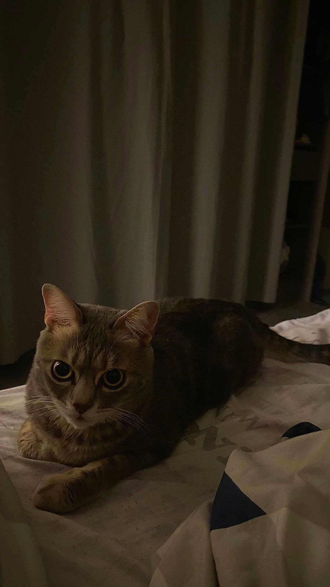 Simba participe au concours pour gagner de l'argent avec cette photo : cat, indoor, bed, curtains, feline, animal, pet, resting, cozy, dim_lighting, tabby, fur, whiskers, ears, eyes, tail, sleepy, soft, domestic, quiet