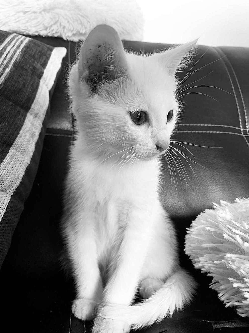 Gucci a rejoint le concours — aidez-le/la à gagner de superbes lots ! black_and_white, carnivore, cat, claw, comfort, domestic_short_haired_cat, felidae, fur, monochrome, monochrome_photography, paw, photography, small_to_medium_sized_cats, snout, style, tail, terrestrial_animal, whiskers, white