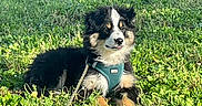 Bali participe au concours pour gagner de l'argent avec cette photo : dog, puppy, grass, outdoor, greenery, leash, harness, tricolor, cute, pet, animal, nature, sunlight, young, fur, sitting, playful, adorable, canine, happy