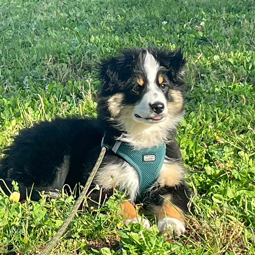 Bali participe au concours pour gagner de l'argent avec cette photo : dog, puppy, grass, outdoor, greenery, leash, harness, tricolor, cute, pet, animal, nature, sunlight, young, fur, sitting, playful, adorable, canine, happy