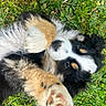 Bali a rejoint le concours — aidez-le/la à gagner de superbes lots ! puppy, dog, grass, outdoor, playful, fluffy, black, white, brown, cute, pet, nature, animal, fur, paw, lying_down, young, adorable, eyes, nose