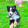 Bali participe au concours pour gagner de l'argent avec cette photo : puppy, dog, grass, greenery, outdoor, running, playful, basketball, toy, animal, pet, cute, happy, fur, tongue, ears, nature, summer, daylight, small