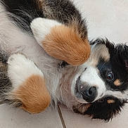 Bali participe au concours pour gagner de l'argent avec cette photo : puppy, dog, tricolor, fluffy, fur, cute, pet, animal, lying_down, floor, tile, paw, young, adorable, domestic_animal, whiskers, nose, face, playful, indoor
