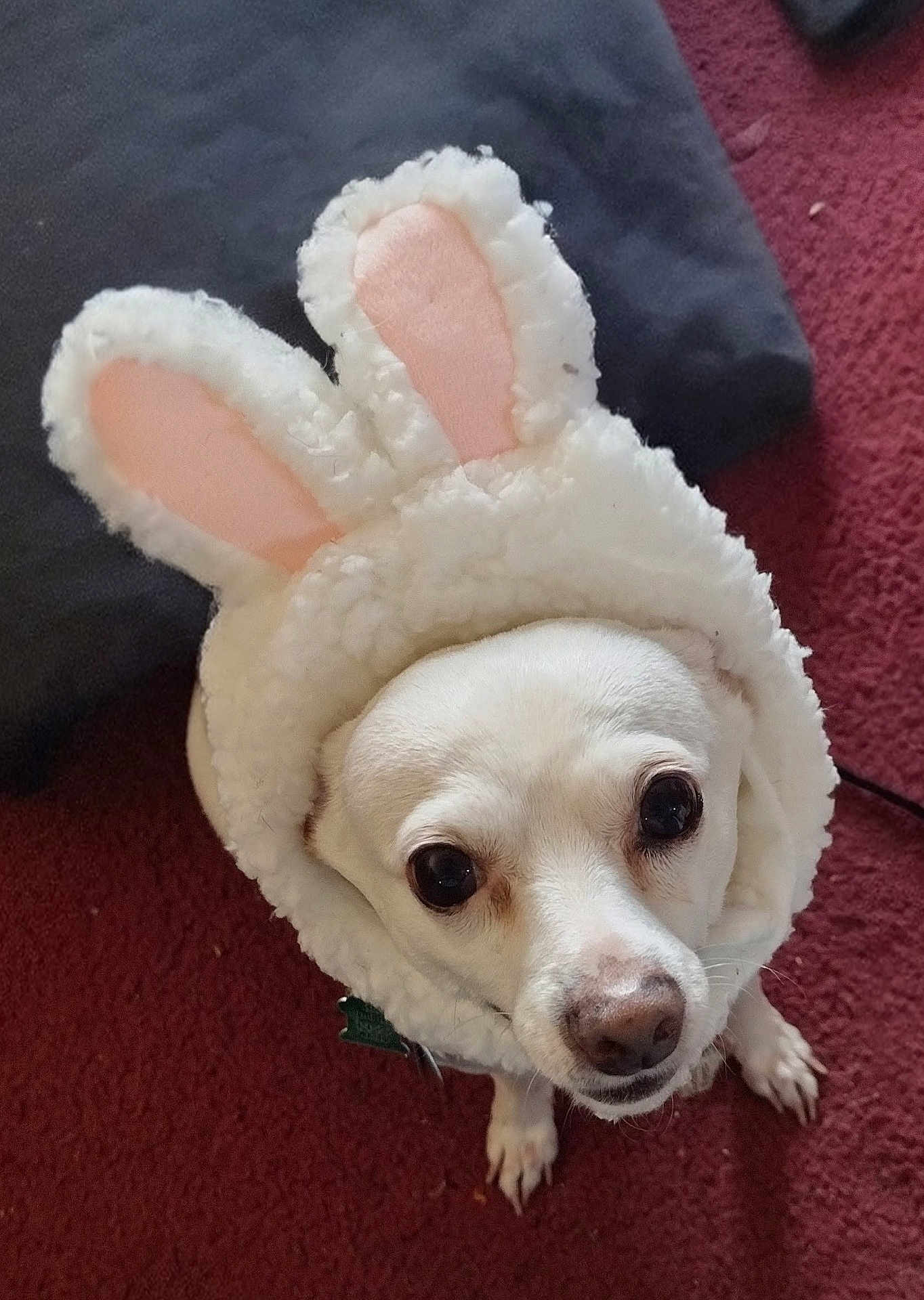 Sesame joined the competition — help win amazing prizes! adorable, animal, bunny_ears, carpet, companion, costume, cute, dog, domestic_animal, ears, expression, face, fluffy, fur, headwear, indoors, looking_up, pet, small_dog, white_dog