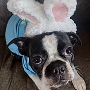Lola Eve joined the competition — help win amazing prizes! animal, black_and_white, blue_shirt, boston_terrier, bunny_ears, close_up, costume, couch, cute, dog, ears, expression, fur, indoor, looking_up, nose, paws, pet, portrait, whiskers