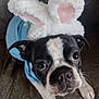 animal, black_and_white, blue_clothing, boston_terrier, bunny_ears, close_up, costume, couch, cute, dog, ears, expression, face, fur, indoor, looking_up, paws, pet, texture, whiskers
