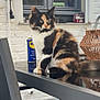 Leya a rejoint le concours — aidez-le/la à gagner de superbes lots ! cat, kitten, calico, feline, pet, table, glass_table, outdoor, chair, window, reflection, wicker_lantern, can, wd40, curious, sitting, fur, whiskers, ears, domestic