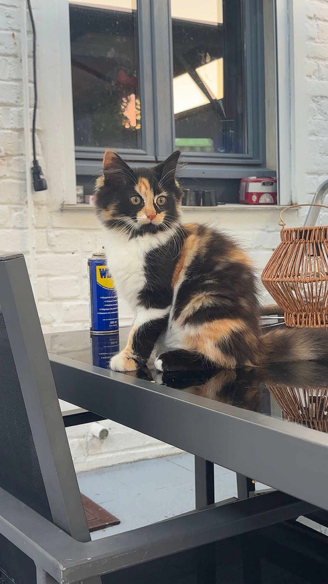 Leya a rejoint le concours — aidez-le/la à gagner de superbes lots ! cat, kitten, calico, feline, pet, table, glass_table, outdoor, chair, window, reflection, wicker_lantern, can, wd40, curious, sitting, fur, whiskers, ears, domestic