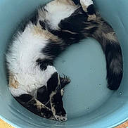 Leya a rejoint le concours — aidez-le/la à gagner de superbes lots ! cat, feline, pet, animal, sleeping, curled_up, fluffy, black, white, brown, striped, indoor, blue_basin, plastic, wooden_floor, resting, paw, tail, cute, cozy