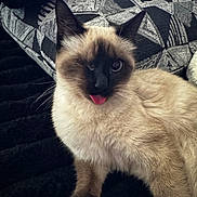 Roo is registered to the contest to win money with this photo: cat, siamese_cat, tongue_out, one_eye, feline, pet, animal, fur, whiskers, ear, cute, playful, indoor, pillow, pattern, black, beige, resting, texture, closeup