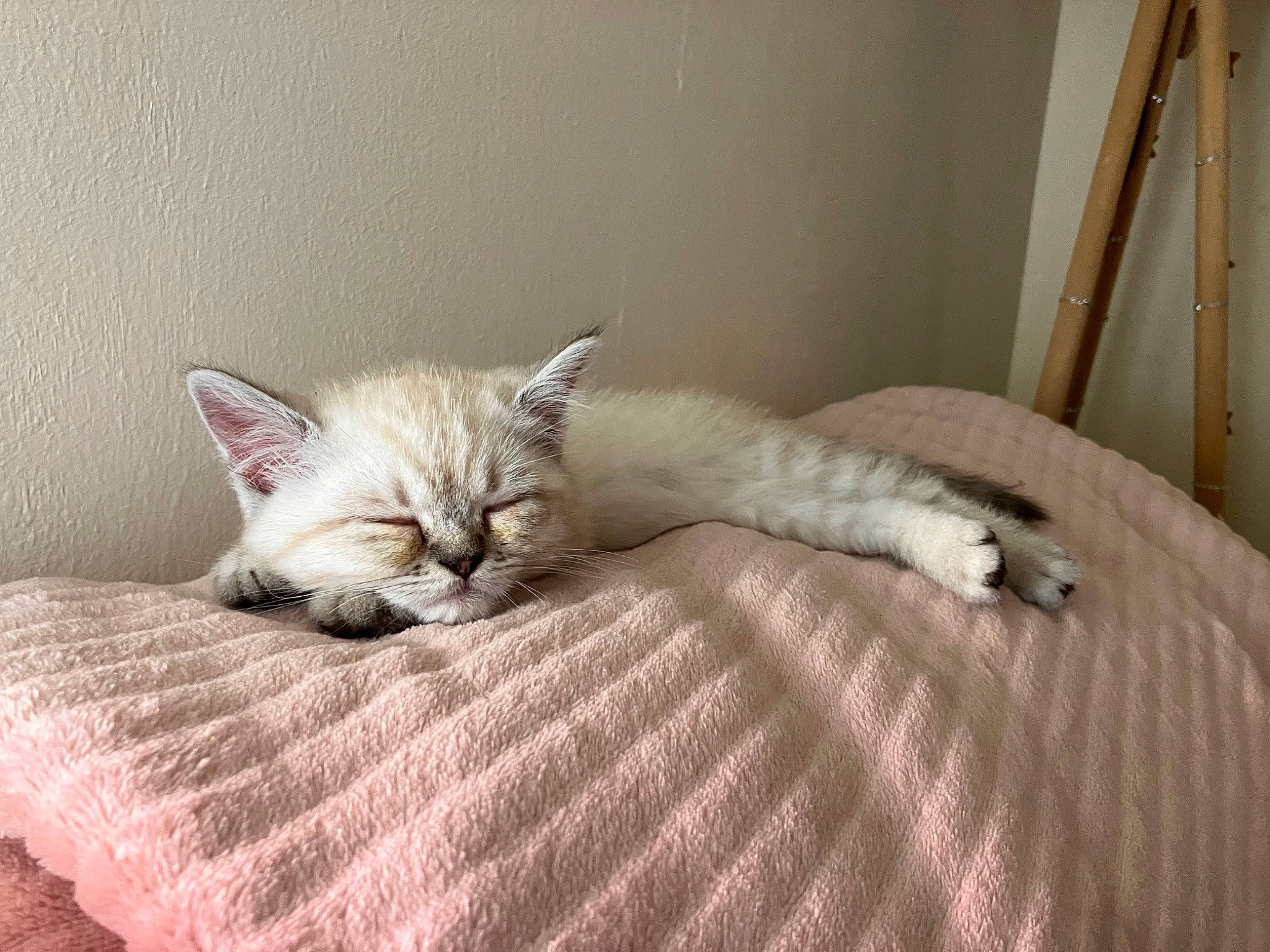 Ulk participe au concours pour gagner de l'argent avec cette photo : bed, bedding, carnivore, cat, comfort, couch, domestic_short_haired_cat, fawn, felidae, flooring, fur, grey, hardwood, linens, small_to_medium_sized_cats, snout, tail, textile, whiskers, wood