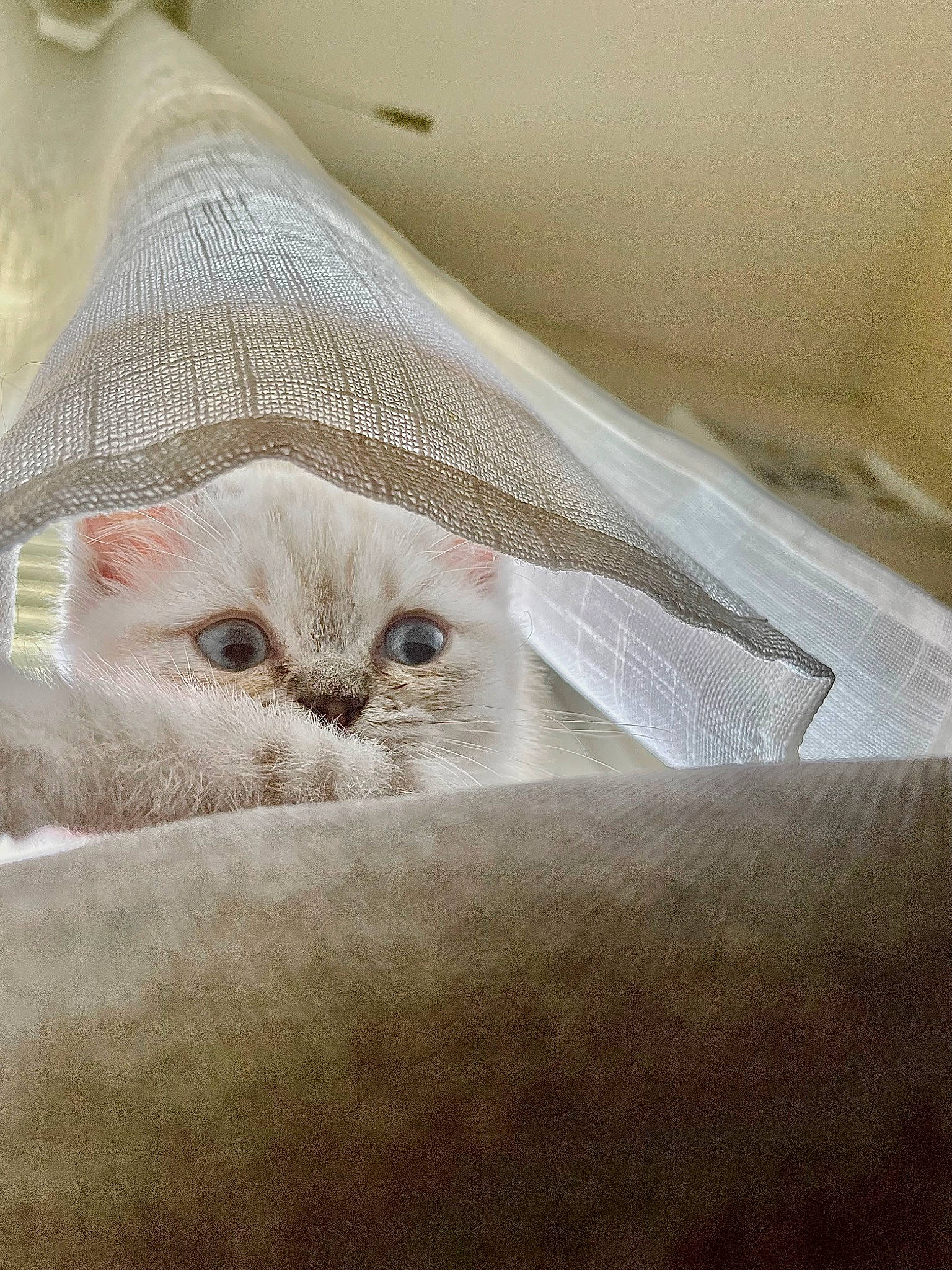 Ulk a rejoint le concours — aidez-le/la à gagner de superbes lots ! bedding, carnivore, cat, comfort, domestic_short_haired_cat, fawn, felidae, fur, linens, moustache, nap, paw, room, sleep, small_to_medium_sized_cats, snout, terrestrial_animal, whiskers, wrinkle