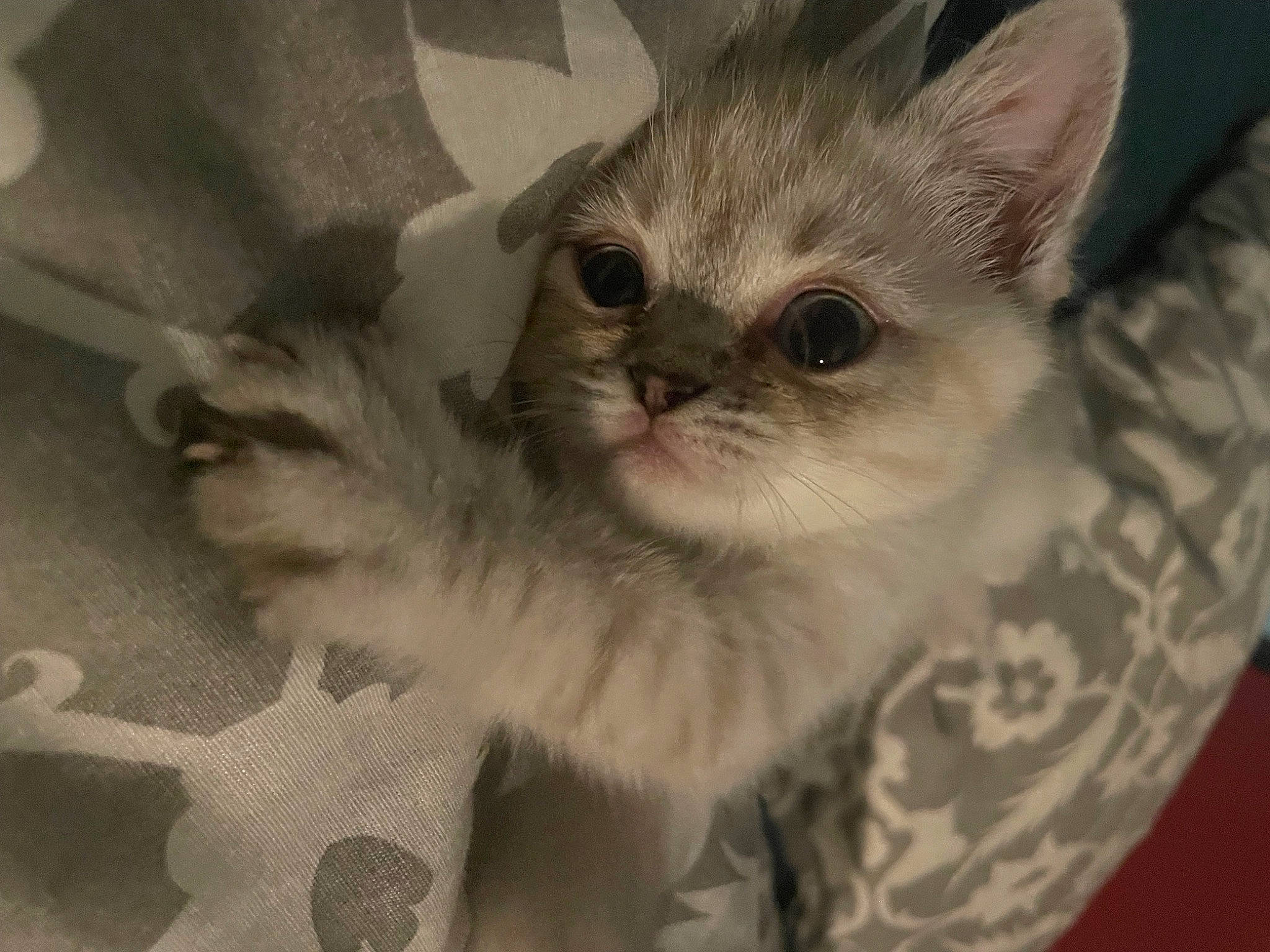 Ulk participe au concours pour gagner de l'argent avec cette photo : carnivore, cat, claw, comfort, domestic_short_haired_cat, ear, fawn, felidae, fur, paw, small_to_medium_sized_cats, snout, tail, whiskers