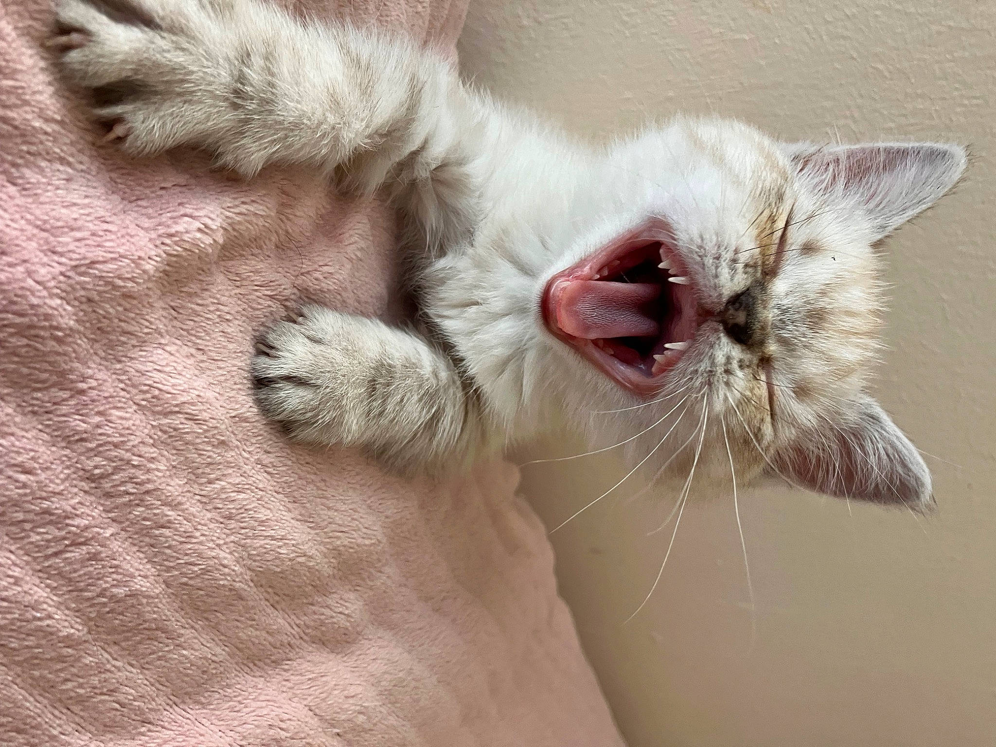 Ulk a rejoint le concours — aidez-le/la à gagner de superbes lots ! carnivore, cat, claw, comfort, domestic_short_haired_cat, fang, felidae, foot, fur, gesture, laperm, paw, plant, small_to_medium_sized_cats, snout, tail, terrestrial_animal, whiskers, yawn