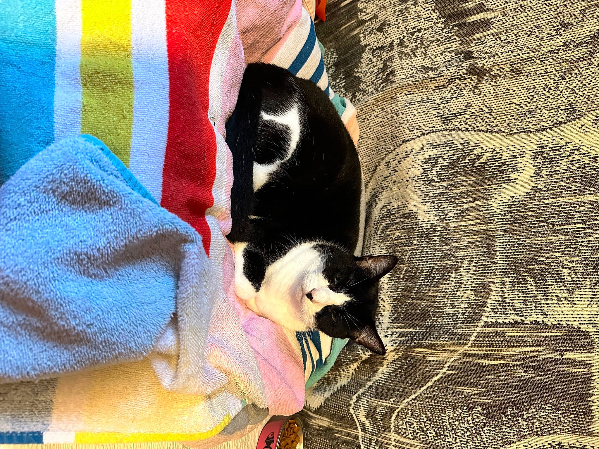 Poundcake is registered to the contest to win money with this photo: canidae, carnivore, cat, comfort, companion_dog, dog_breed, domestic_short_haired_cat, felidae, formal_wear, fur, grass, pattern, pet_supply, sand, small_to_medium_sized_cats, snout, sporting_group, tail, tints_and_shades, whiskers