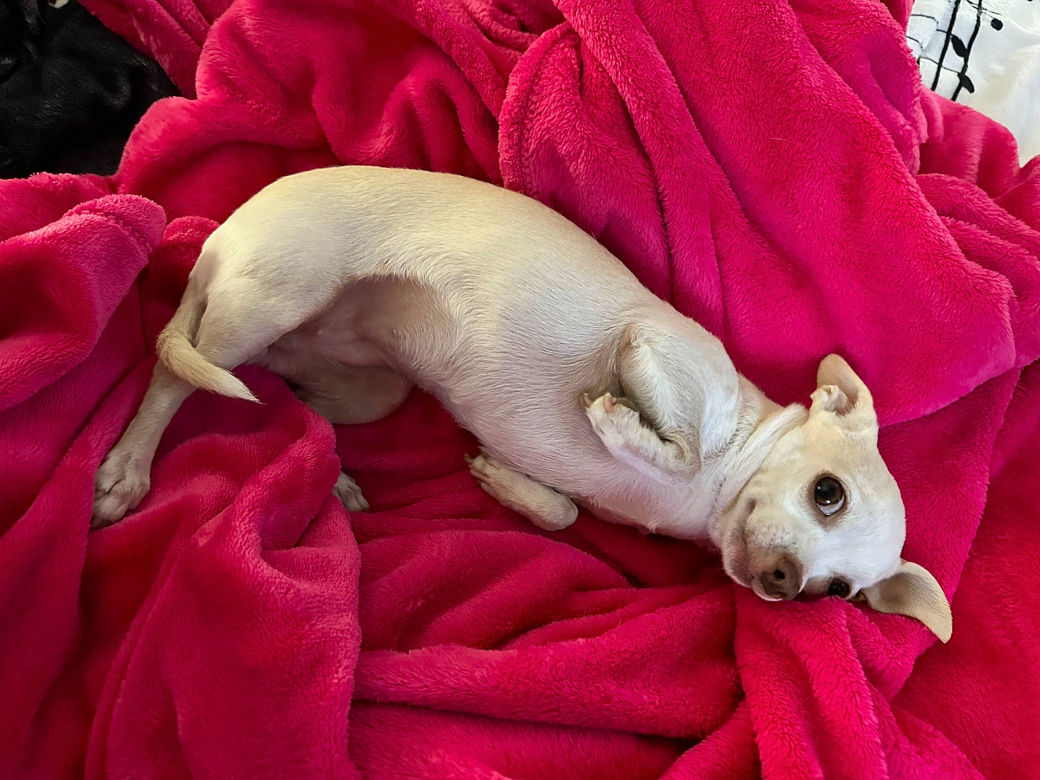 Caramel joined the competition — help win amazing prizes! bedding, canidae, carnivore, comfort, companion_dog, dog, dog_breed, dog_supply, fawn, fur, linens, magenta, pink, sculpture, snout, sporting_group, tail, toy, toy_dog, working_animal