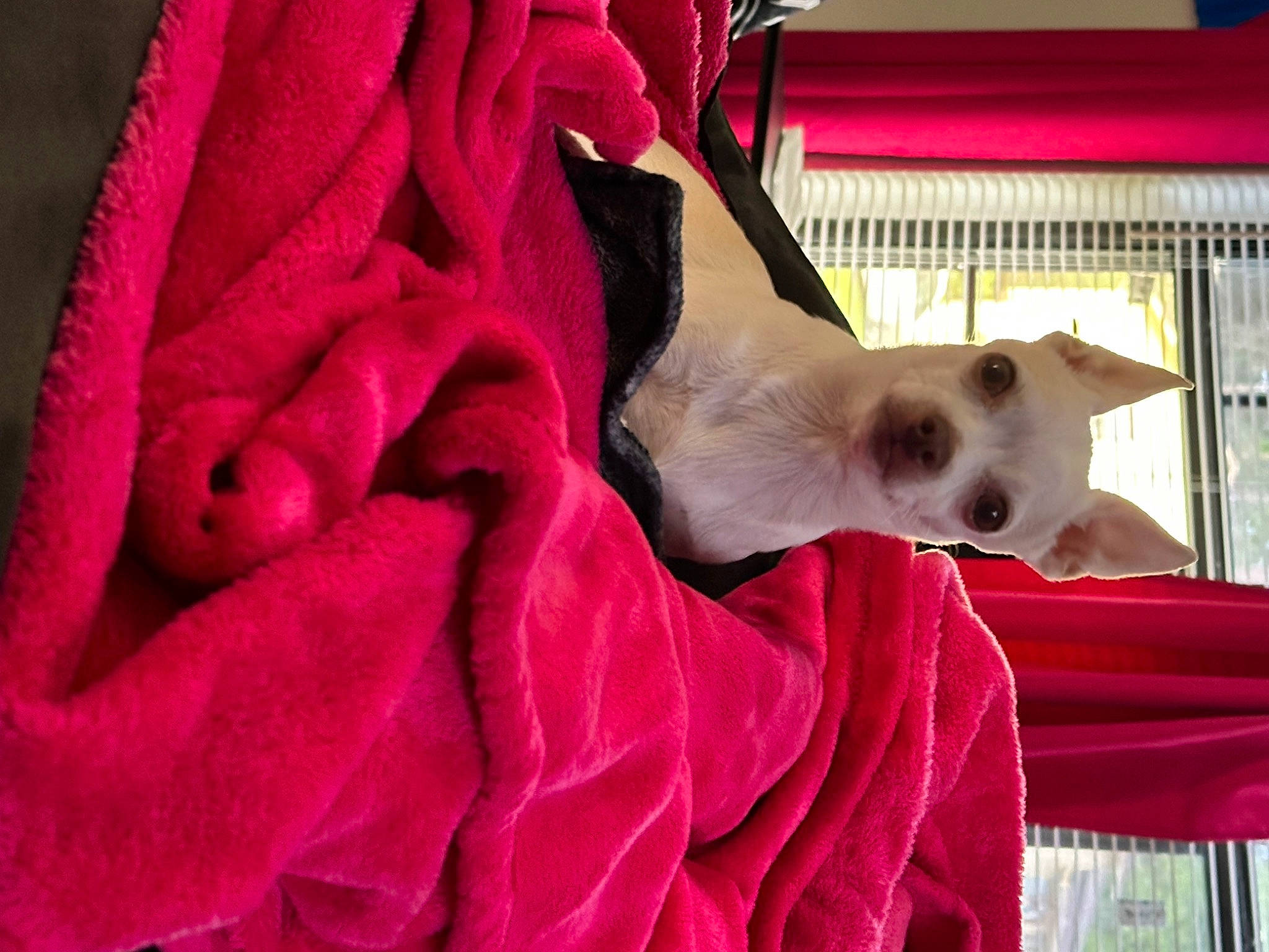 Caramel joined the competition — help win amazing prizes! bed, canidae, carmine, carnivore, collar, comfort, companion_dog, dog, dog_breed, fawn, felidae, fur, linens, magenta, pink, small_to_medium_sized_cats, snout, sporting_group, tail, whiskers