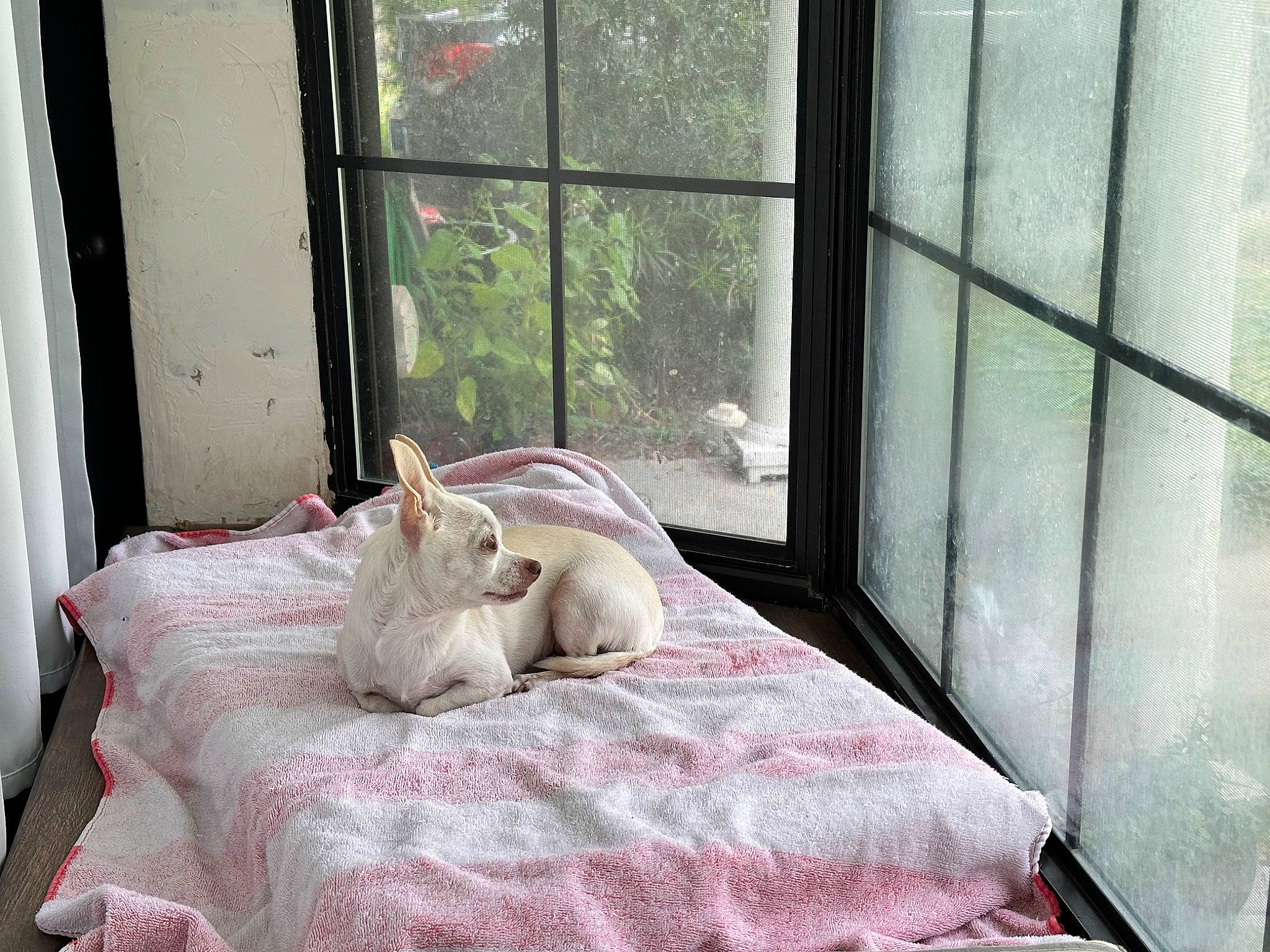 Caramel joined the competition — help win amazing prizes! bed, bed_frame, bedding, carnivore, cat, comfort, companion_dog, fawn, felidae, flooring, linens, room, small_to_medium_sized_cats, sporting_group, textile, toy, window, window_covering, window_treatment, wood