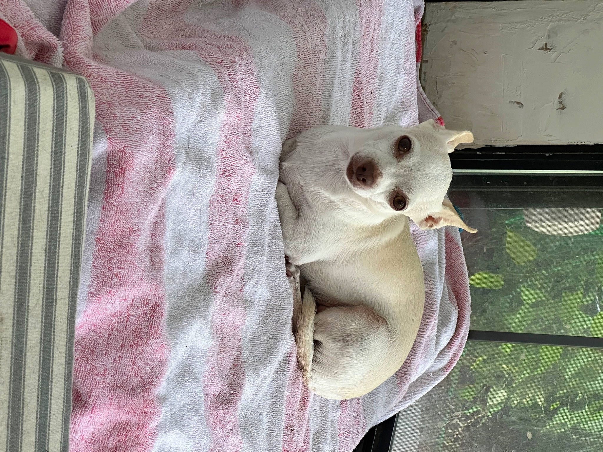 Caramel joined the competition — help win amazing prizes! carnivore, cat, comfort, companion_dog, dog_breed, fawn, felidae, fur, grey, linens, pattern, paw, pink, small_to_medium_sized_cats, snout, tail, twig, whiskers, wood, woven_fabric