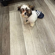 Rex joined the competition — help win amazing prizes! dog, puppy, small_dog, shaggy_fur, white_fur, brown_fur, black_fur, sitting, indoors, wood_floor, flooring, furniture, bench, slide_sandal, collar, dog_tag, pet, portrait, top_down_view, home