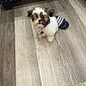 dog, puppy, small_dog, shaggy_fur, white_fur, brown_fur, black_fur, sitting, indoors, wood_floor, flooring, furniture, bench, slide_sandal, collar, dog_tag, pet, portrait, top_down_view, home
