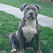 Blue is registered to the contest to win money with this photo: dog, grass, outdoor, pet, animal, sidewalk, fence, laundry, clothing, brown, white, sitting, ears, paw, muzzle, yard, nature, domestic_animal, canine, quiet