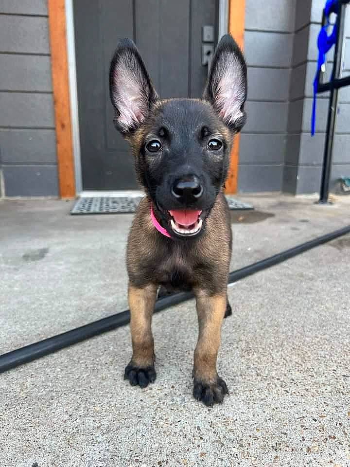 Juliette is registered to the contest to win money with this photo: canidae, carnivore, chihuahua, collar, companion_dog, dog, dog_breed, dog_collar, door, fawn, fur, guard_dog, paw, snout, sporting_group, tail, toy_dog, whiskers, working_animal, working_dog