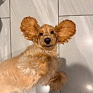 Winnie is registered to the contest to win money with this photo: adorable, animal, canine, cute, dog, ears, expression, floor, fluffy, fur, golden, indoor, looking_at_camera, lying_down, mammal, pet, playful, portrait, shadow, tile