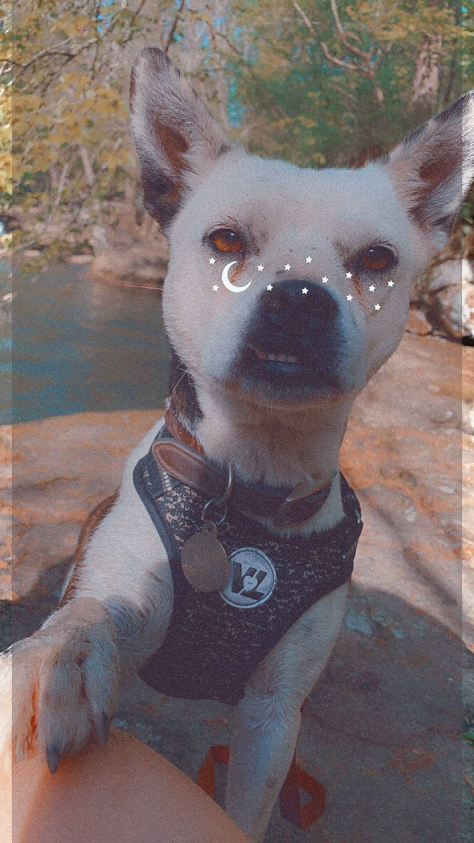 Bailey Mae joined the competition — help win amazing prizes! art, canidae, carnivore, companion_dog, dog, dog_breed, dog_supply, fawn, fur, grass, non_sporting_group, pattern, snout, sporting_group, tail, terrestrial_animal, toy_dog, water, whiskers, working_animal