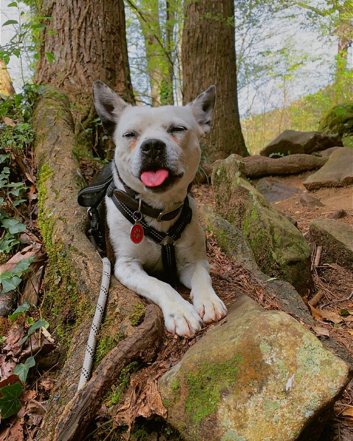 Bailey Mae is registered to the contest to win money with this photo: bedrock, canidae, carnivore, collar, companion_dog, dog, dog_breed, dog_collar, fawn, forest, plant, sporting_group, tail, tracking_trial, trail, tree, trunk, wood, woodland, working_animal