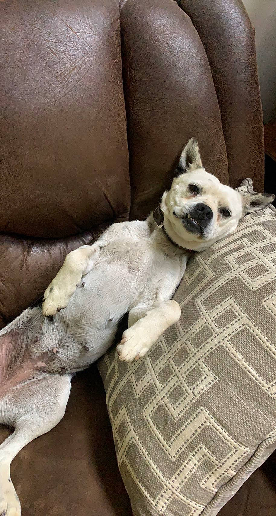 Bailey Mae joined the competition — help win amazing prizes! canidae, carnivore, comfort, companion_dog, couch, dog, dog_breed, dog_supply, fawn, felidae, furniture, linens, puppy, snout, sporting_group, tail, terrestrial_animal, toy_dog, whiskers, working_animal