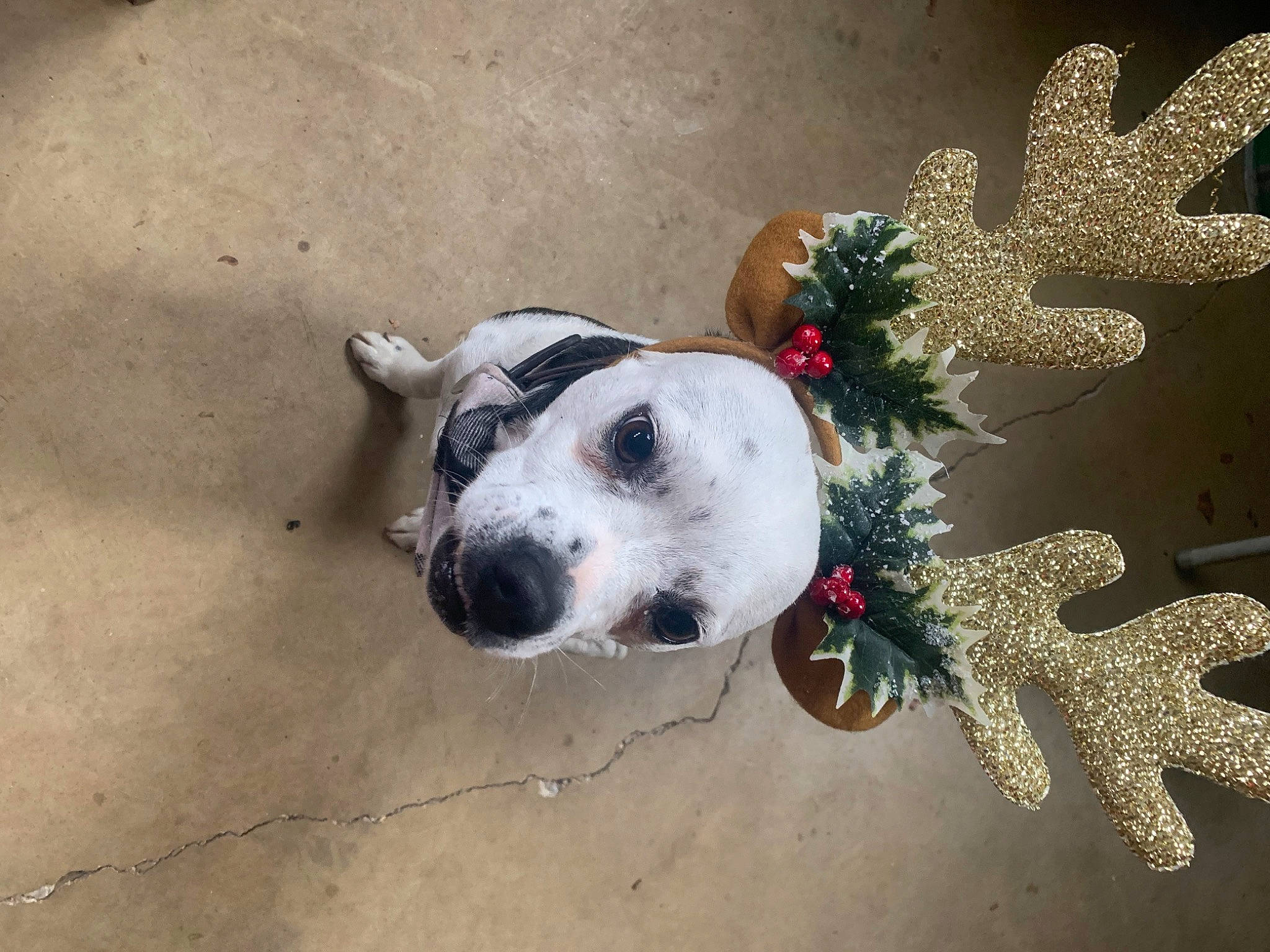 Bailey Mae is registered to the contest to win money with this photo: carnivore, christmas_decoration, christmas_ornament, collar, companion_dog, dog, dog_breed, dog_collar, dog_supply, event, fashion_accessory, fawn, holiday_ornament, ornament, paw, pet_supply, snout, whiskers, wing, working_animal