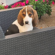 Akira participe au concours pour gagner de l'argent avec cette photo : dog, beagle, puppy, outdoor, chair, wicker, flowers, pink_flowers, garden, pet, cute, animal, ears, nose, fur, looking, sitting, nature, plant, daylight
