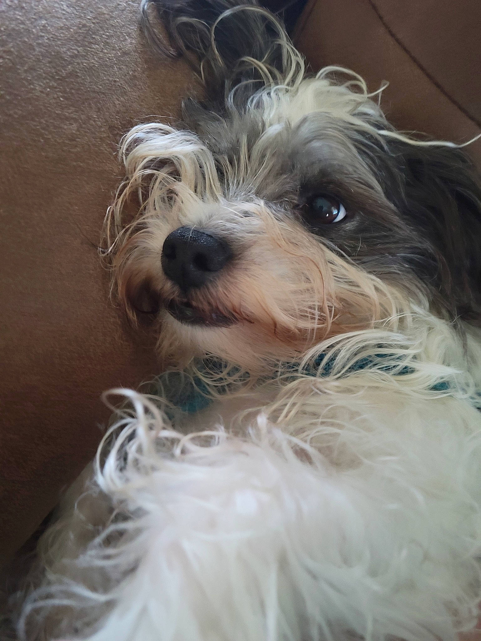 Darwin joined the competition — help win amazing prizes! biewer_terrier, canidae, carnivore, companion_dog, dog, dog_breed, dog_collar, dog_supply, fur, maltepoo, non_sporting_group, puppy, schnauzer, small_terrier, snout, sporting_group, terrier, tibetan_terrier, toy_dog, working_animal